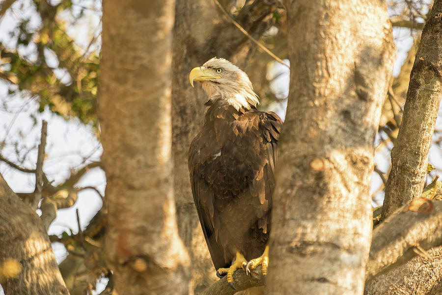 Bald Eagle in Golden Light #1 Photograph by Diego Garcia