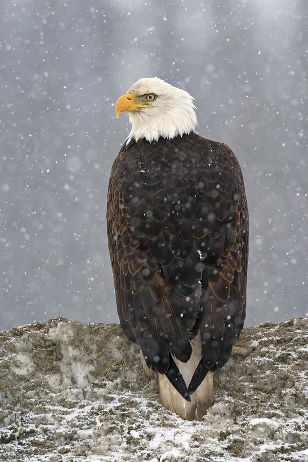 Bald Eagle In Snow #1 Photograph by James Zipp