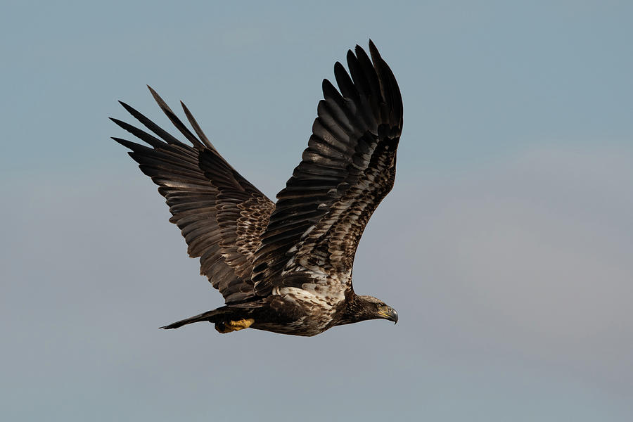 Bald Eagle by Kenny Nobles Bald Eagle by Kenny Nobles