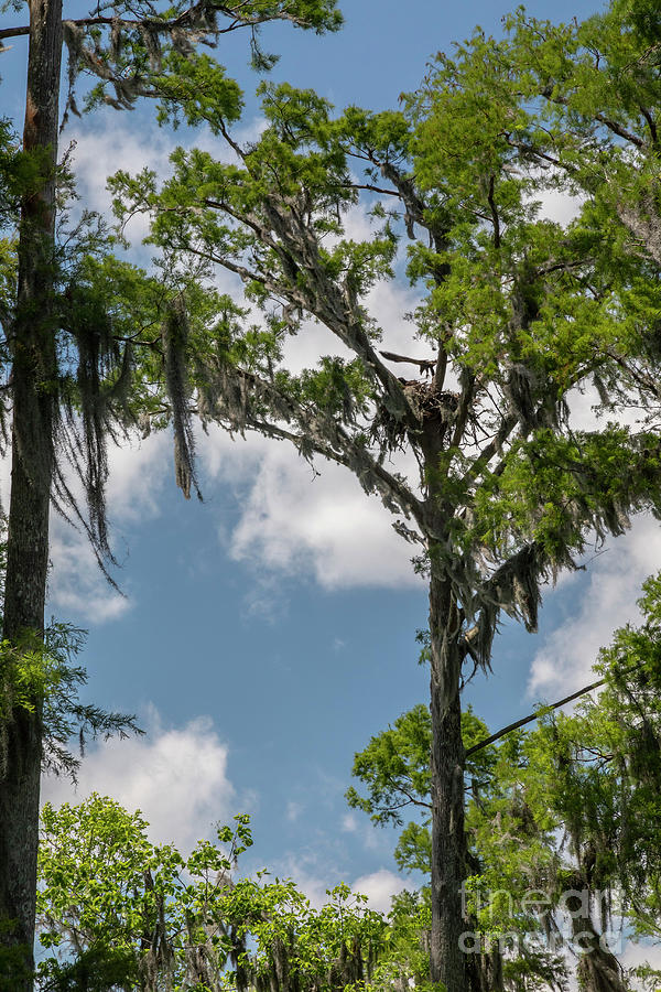 Bald Eagle Learning To Fly #1 Photograph by Jim West/science Photo Library