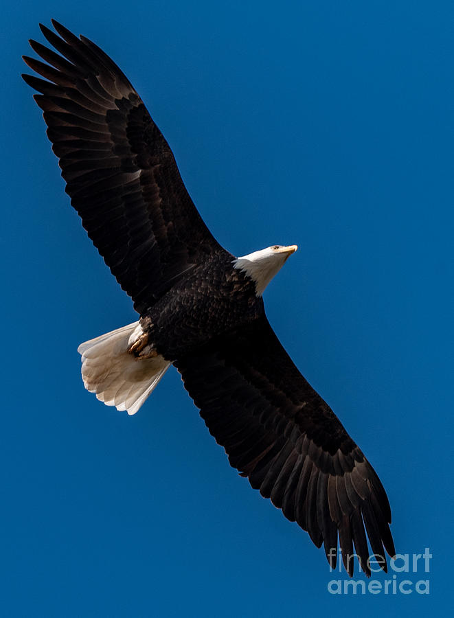 Bald Eagle #2 Photograph by Matthew Nelson