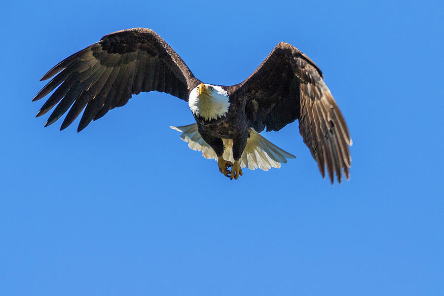 Bald Eagle #1 Photograph by Michelle Pennell