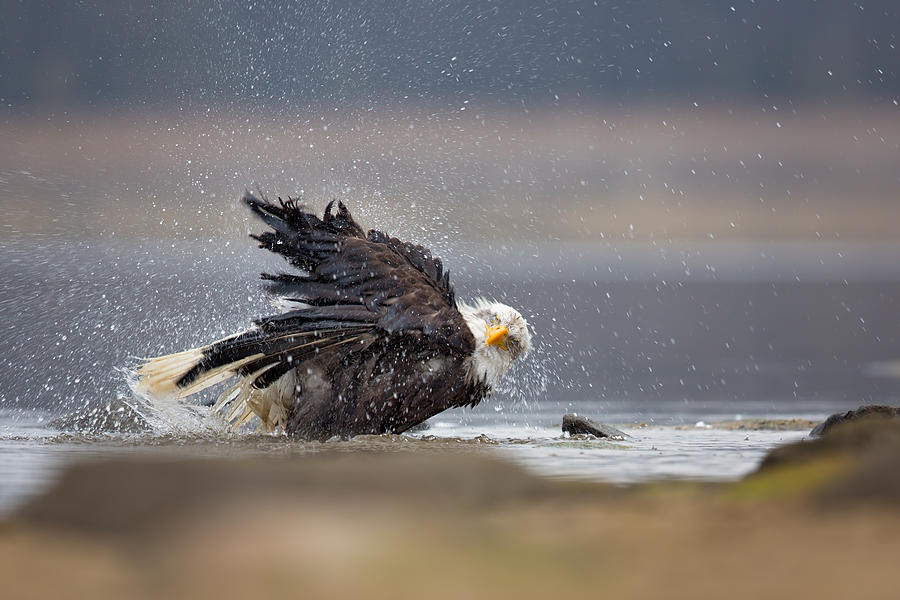 Animal Photograph - Bald Eagle #1 by Milan Zygmunt