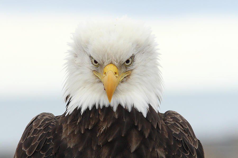 Bald Eagle #1 Photograph by P. De Graaf