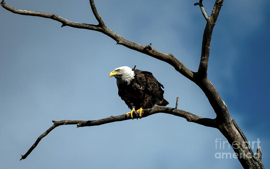 Bald eagle perched #1 Photograph by Sam Rino