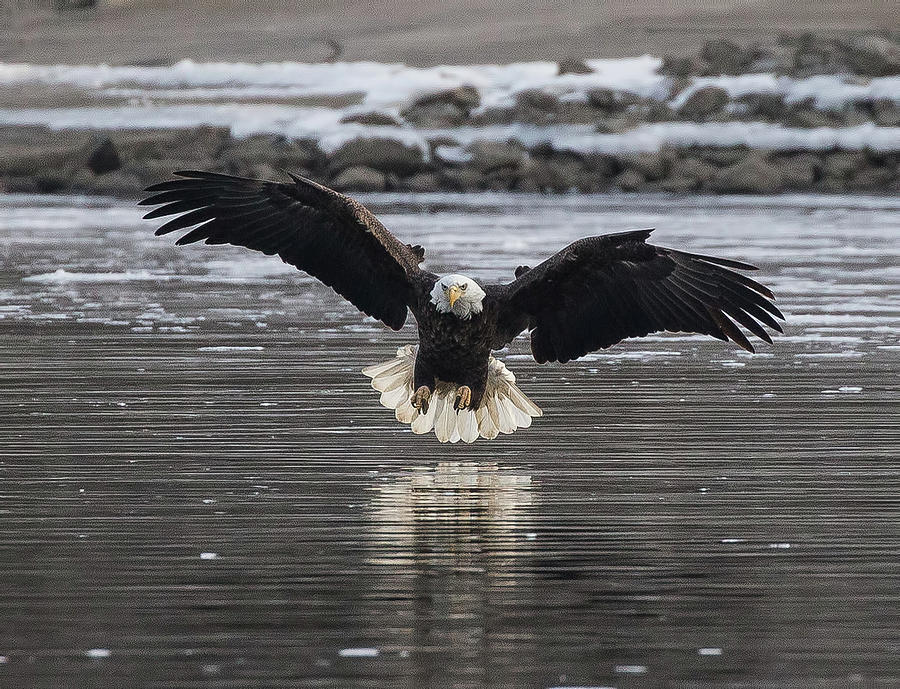 Bald Eagle by Pete Hendley Bald Eagle by Pete Hendley