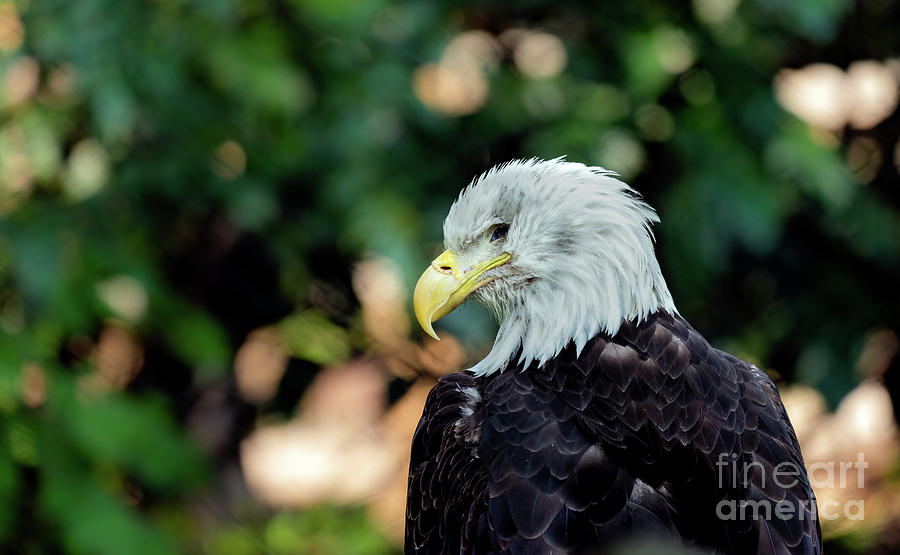 Bald eagle portrait #1 Photograph by Sam Rino