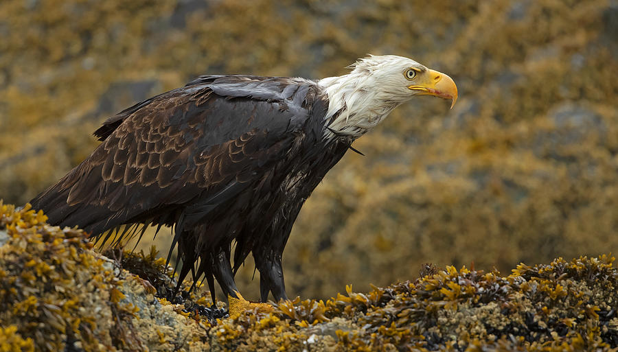 Bald Eagle #1 Photograph by Shlomo Waldmann