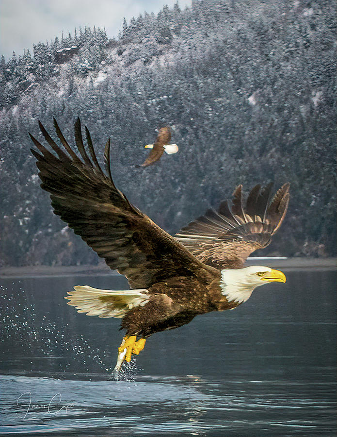 Bald Eagle with Catch #1 Photograph by James Capo