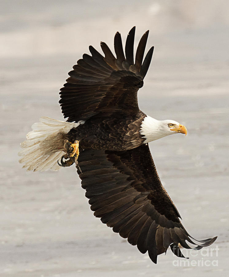 Bald Eagle with Fish #1 Photograph by Dennis Hammer