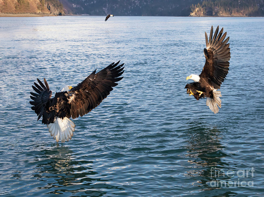 18+ Bald Eagle Catching A Fish