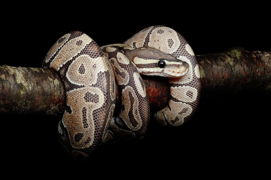 Ball Python Coiled On Branch #1 Photograph by David Kenny