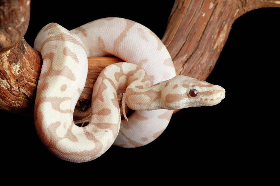 Ball Python Morph On Branch Photograph by David Kenny | Pixels