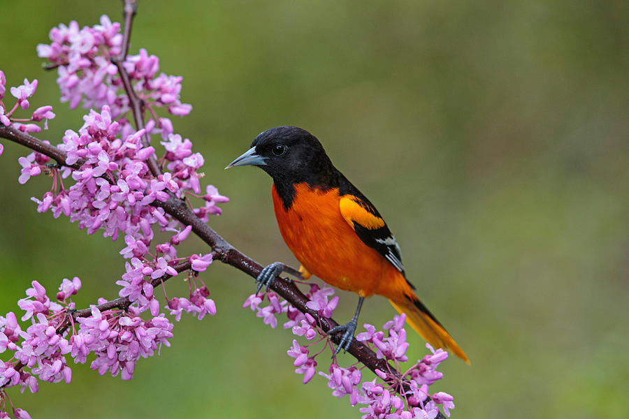 Icterus galbula (Baltimore Oriole)