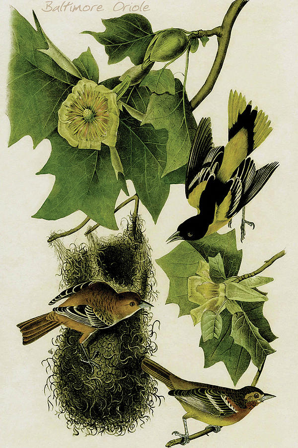 Bird Painting - Baltimore Oriole #1 by John James  Audubon