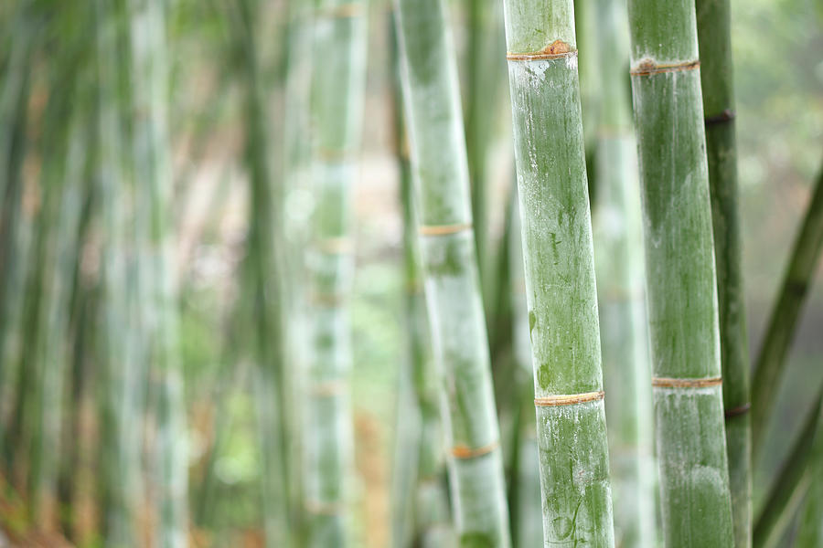 Bamboo #1 Photograph by Bihaibo