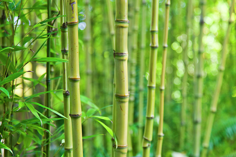 Nature Photograph - Bamboo #1 by Enjoynz