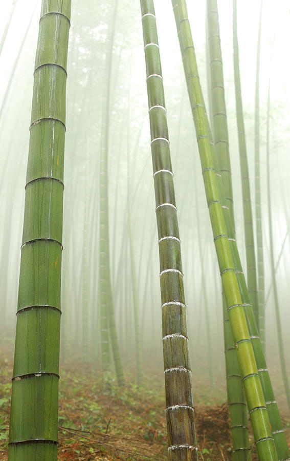 Bamboo Forest #1 Photograph by Bihaibo