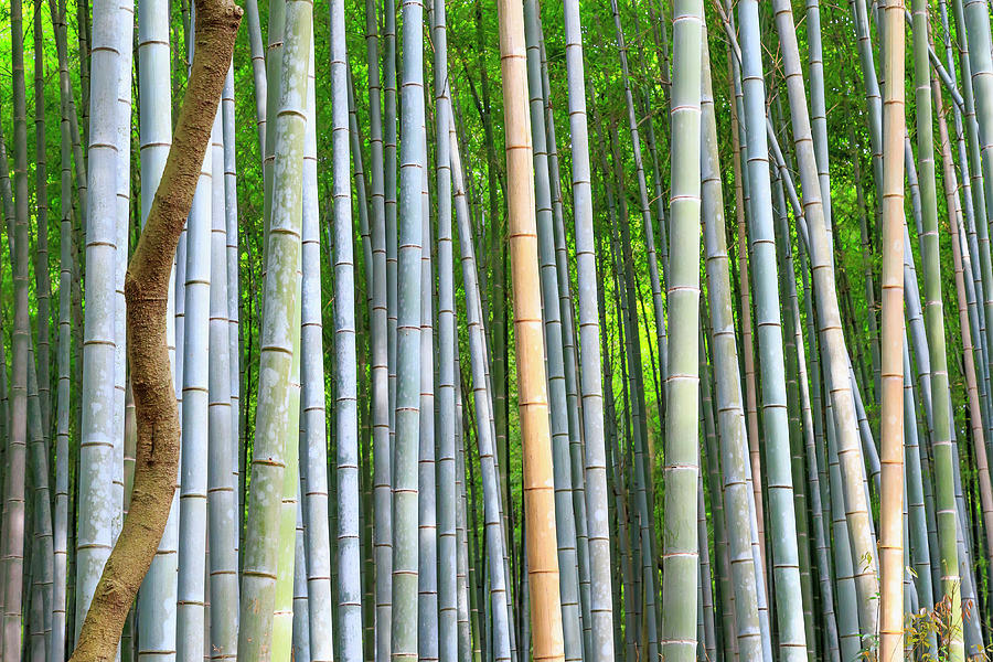 Bamboo Forest #1 Digital Art by Maurizio Rellini