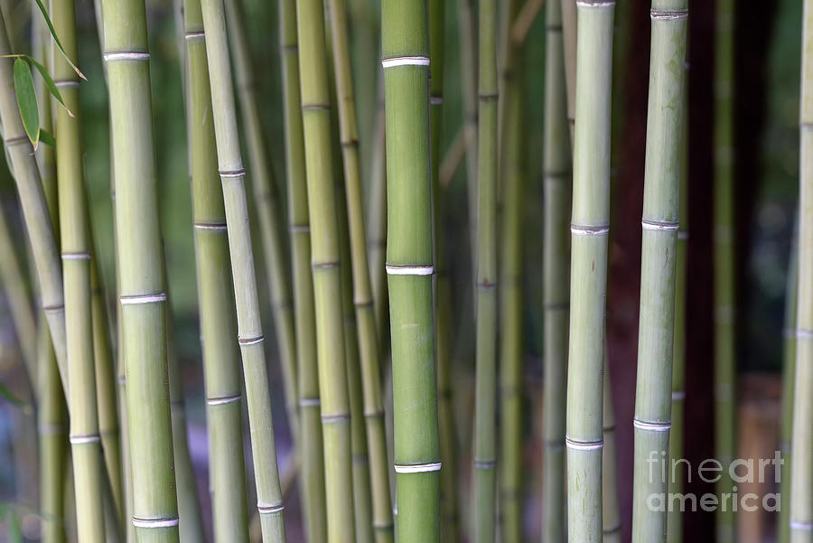 Bamboo grove #1 Photograph by George Atsametakis