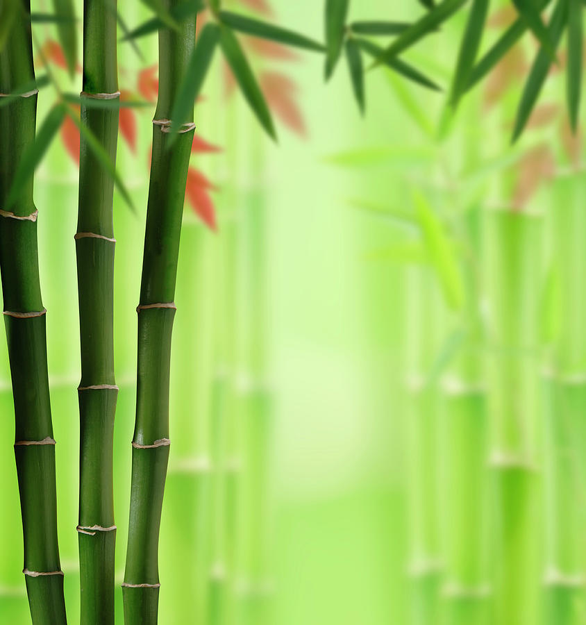 Bamboo Land #1 Photograph by Pixhook