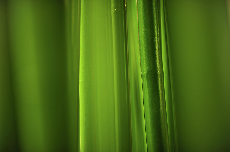 Bamboo #1 Photograph by Mohamad Ramadan Photography