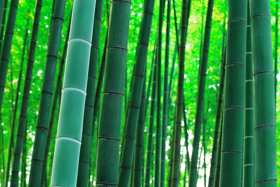 Bamboo #1 Photograph by Ooyoo