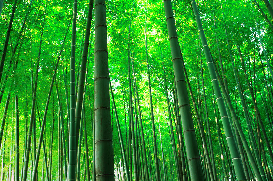 Bamboo Trees #1 Photograph by Ooyoo