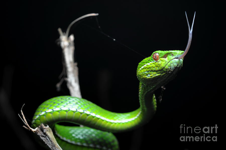 Bamboo Viper #1 Photograph by Skink Haunt  Www.skink.us