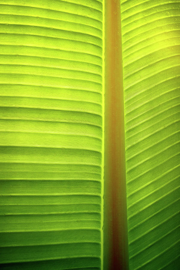 Banana Tree Leaf Pattern #1 Photograph by Carlos Caetano