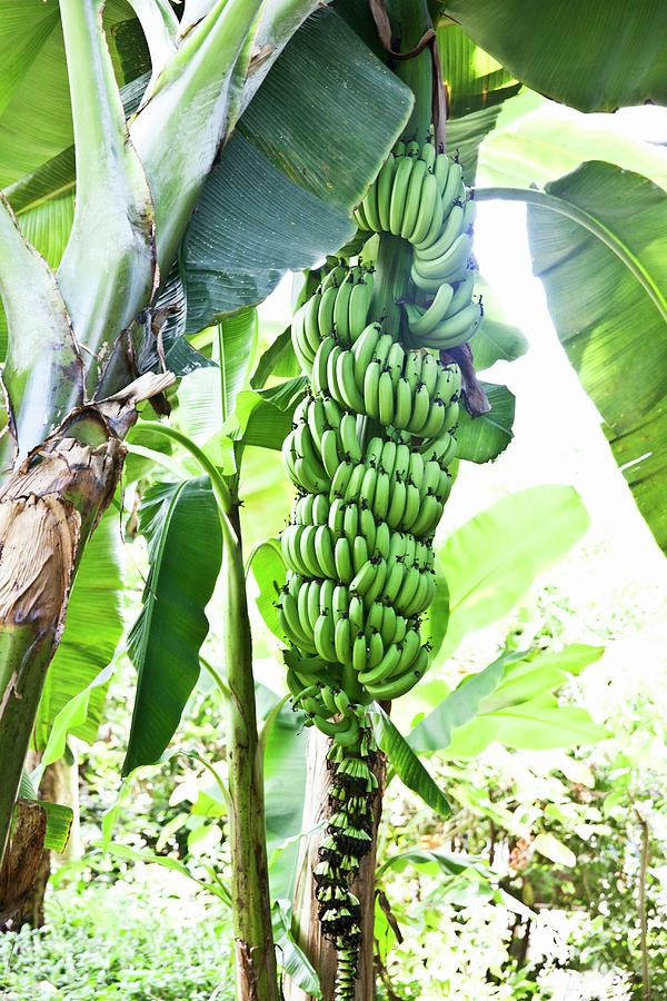 Bananas Just Before Harvesting Photograph By George Blomfield 