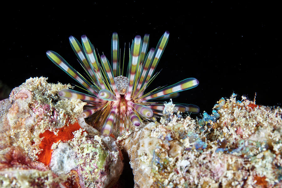 Banded Sea Urchin #1 Photograph by Alexander Semenov/science Photo Library