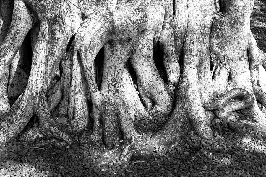 Banyon Tree Roots #1 Photograph by Joe  Palermo
