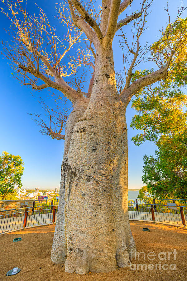 Baobab tree in Kings Park #1 Photograph by Benny Marty