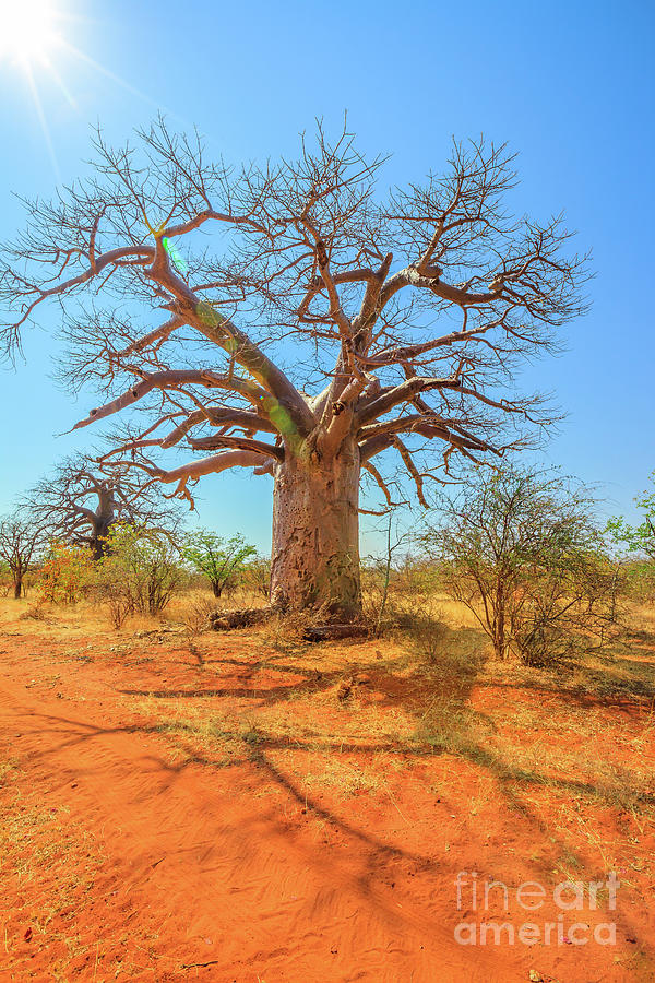 Baobab tree Limpopo #1 Photograph by Benny Marty