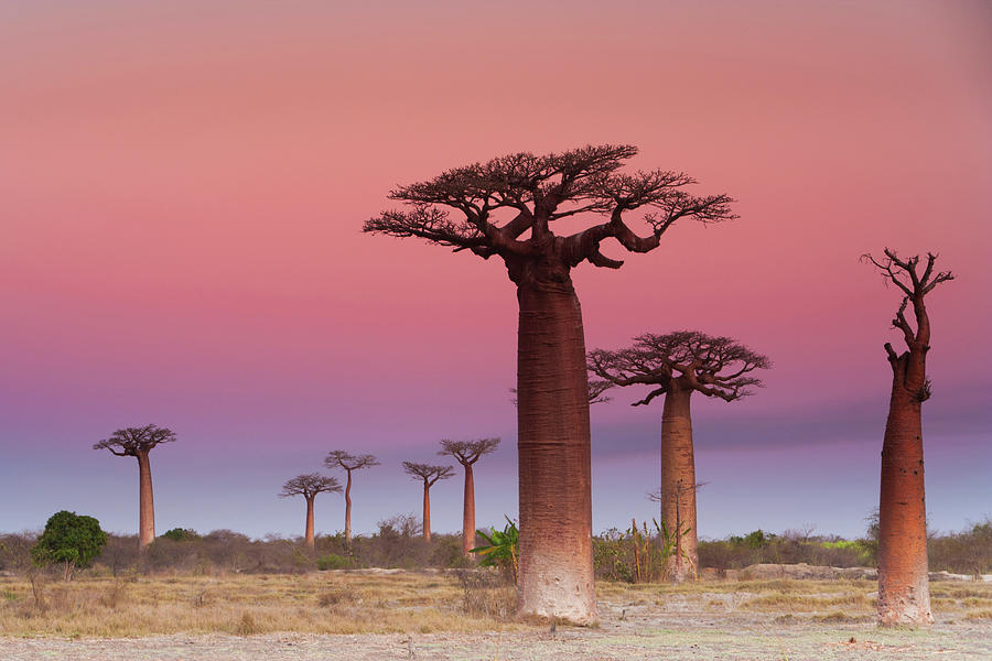 Baobab Trees, Madagascar #1 Photograph by Mint Images/ Art Wolfe