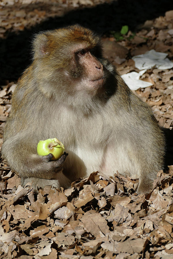 Barbary Macaque by the side of the highway #1 Photograph by Steve Estvanik
