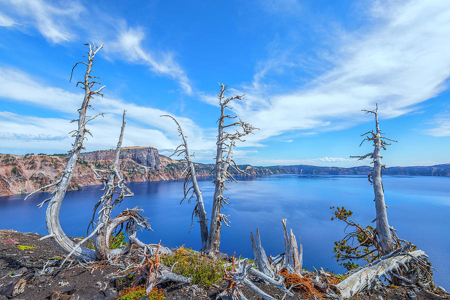 Crater Lake National Park Photograph - Bare And Beautiful #1 by Joseph S Giacalone