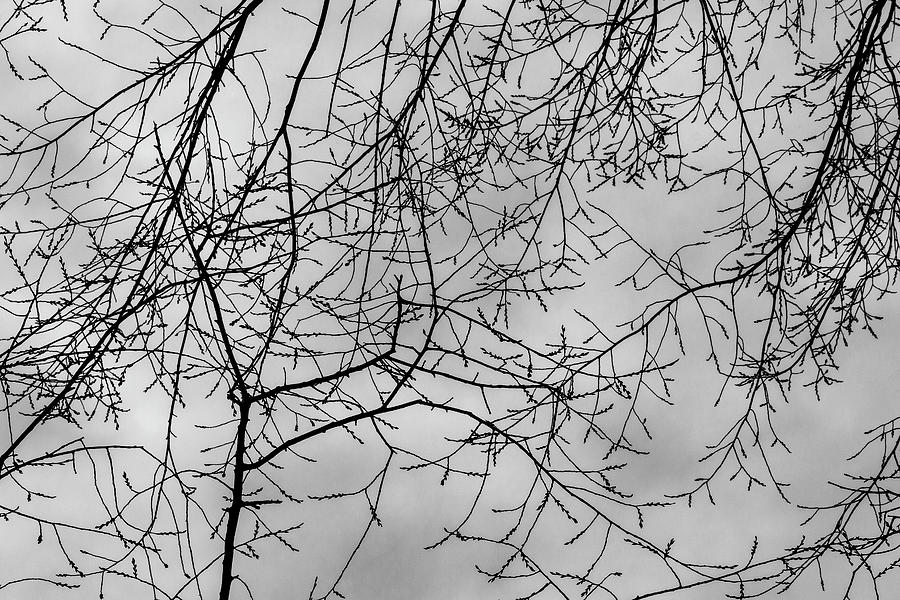 Bare Branches and Clouds #1 Photograph by Robert Ullmann