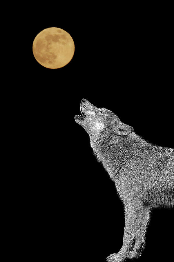 Bark at the moon - paintography #1 Photograph by Dan Friend