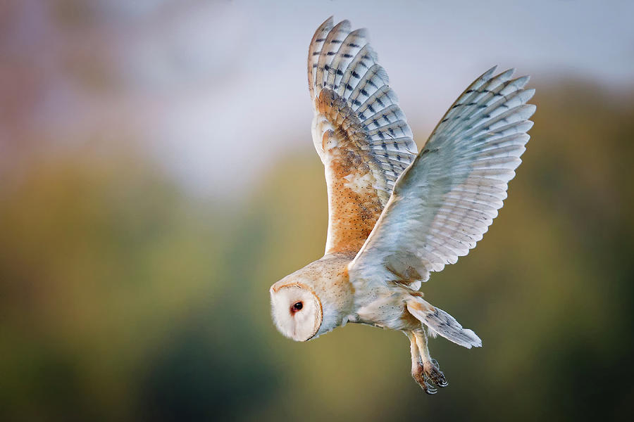 Barn Owl #1 Photograph by Mallardg500