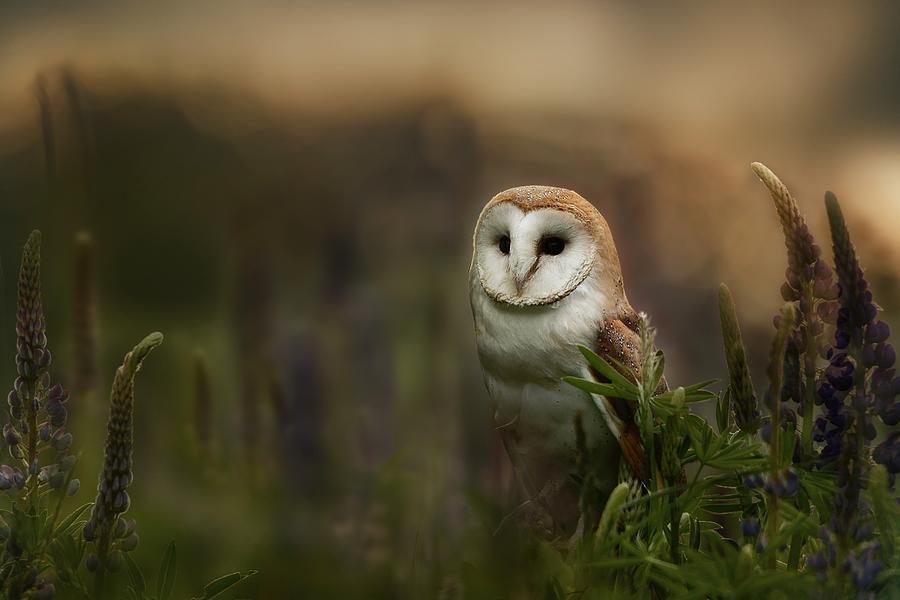 Barn Owl Photograph by Michaela Firešová - Fine Art America