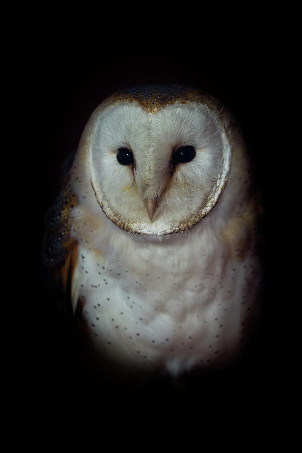 Barn Owl #1 Photograph by Peter Orr Photography