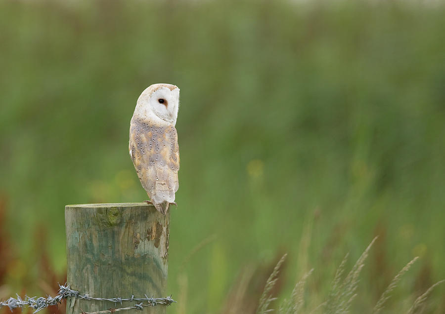 Barn Owl Tyto Alba #1 Photograph by Andrew howe