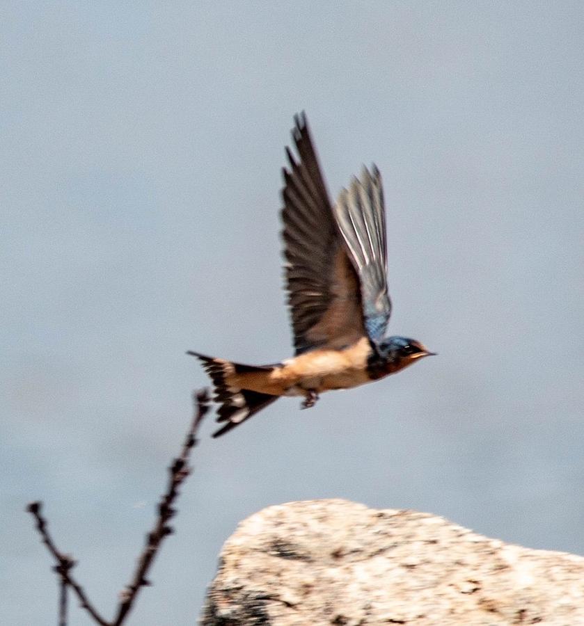 Barn Swallow In Flight Photograph By William E Rogers