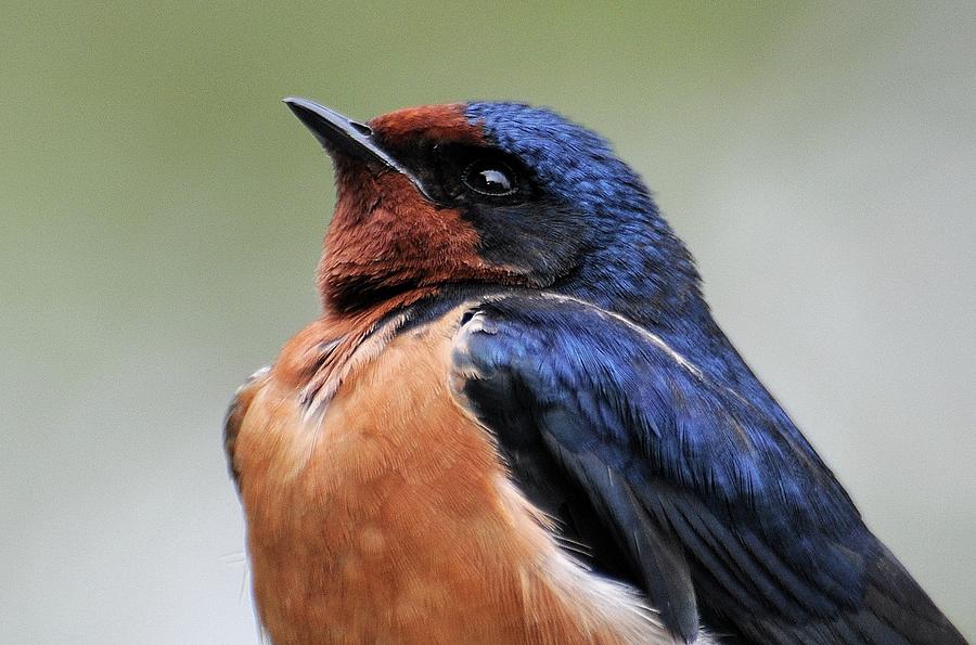 Barn Swallow Photograph by Joe Meche - Fine Art America