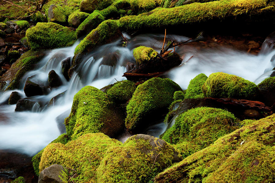 Barnes Creek, Olympic National Park #1 Photograph by Mint Images/ Art Wolfe