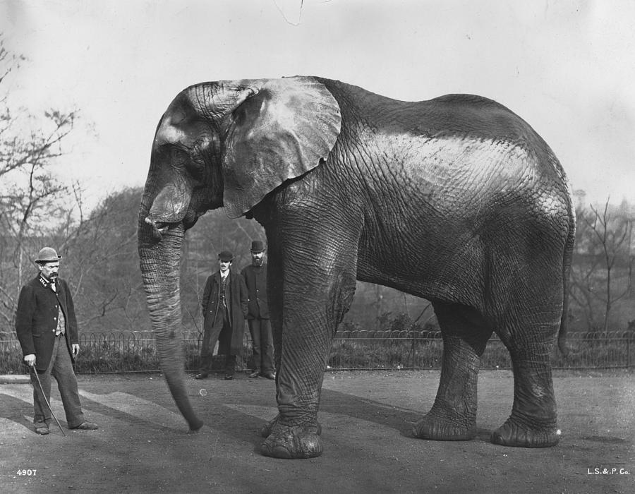 Barnums Elephant #1 Photograph by London Stereoscopic Company