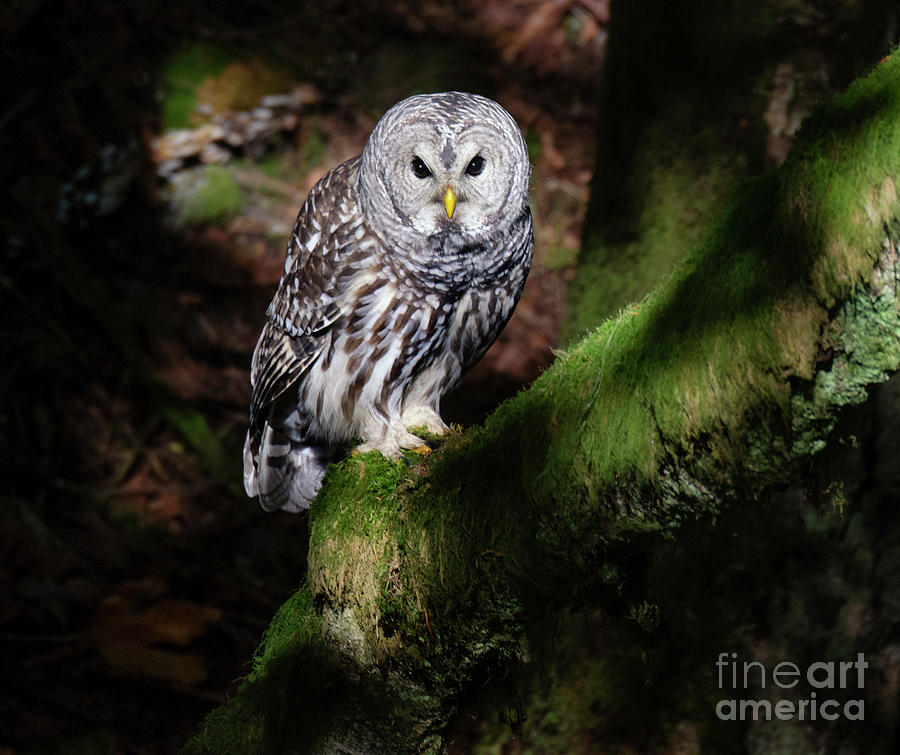 Barred Owl 2 #1 Photograph by Bob Christopher