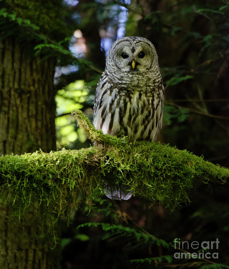 Barred Owl #2 Photograph by Bob Christopher